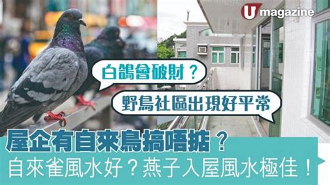 自來鳥|屋企有自來鳥搞唔掂？自來雀風水好？燕子入屋風水極。